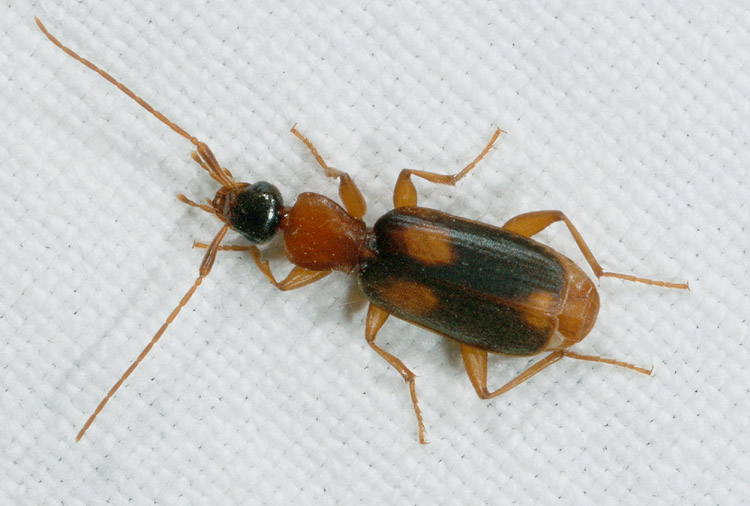Anthicidae? no, Zuphium olens (Carabidae)